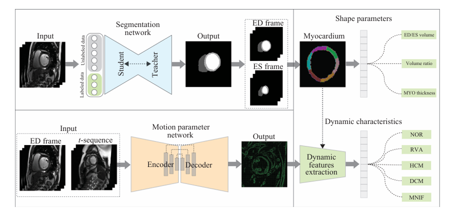 Two-branch pipeline: a student-teacher segmentation network turns cine MRI into end-diastole and end-systole masks, yielding myocardial shape parameters, while a motion parameter network extracts dynamic features to classify NOR, RVA, HCM, DCM and MINF.